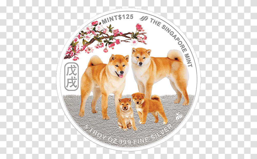 Hokkaido, Dog, Pet, Canine, Animal Transparent Png