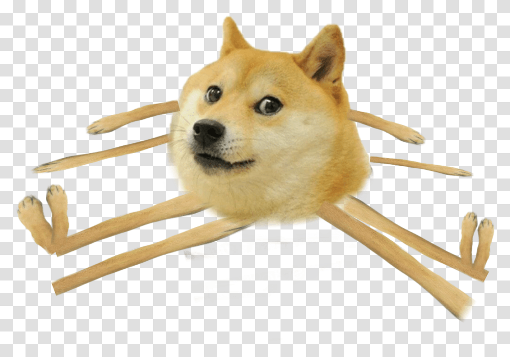 Hokkaido, Pet, Animal, Mammal, Canine Transparent Png