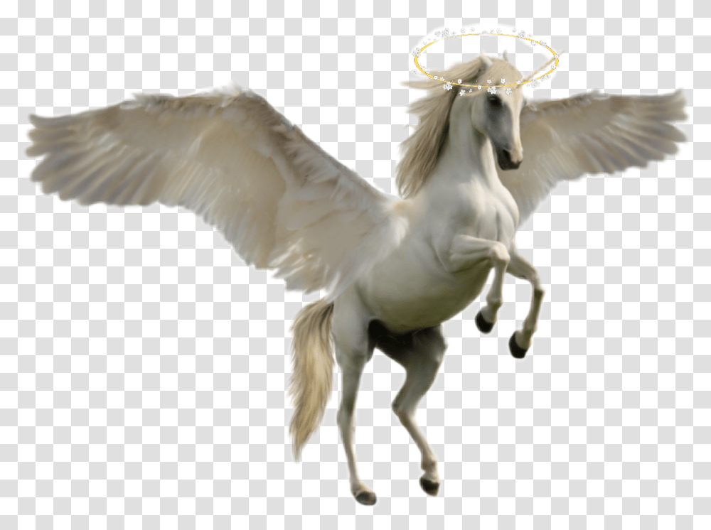 Holawhite Flying Horse Unicorn Horse, Animal, Bird, Mammal, Antelope Transparent Png