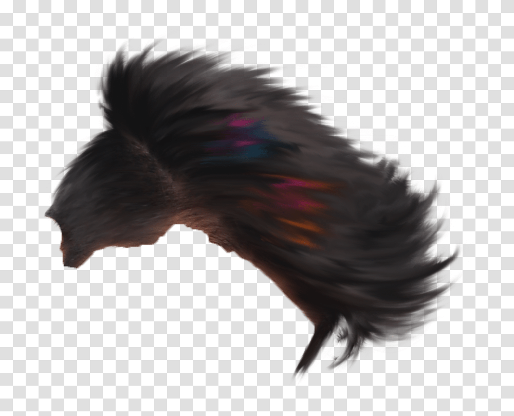 Holi Backgrounds Hair Picsart Holi Editing Background, Bird, Chicken, Fractal, Pattern Transparent Png
