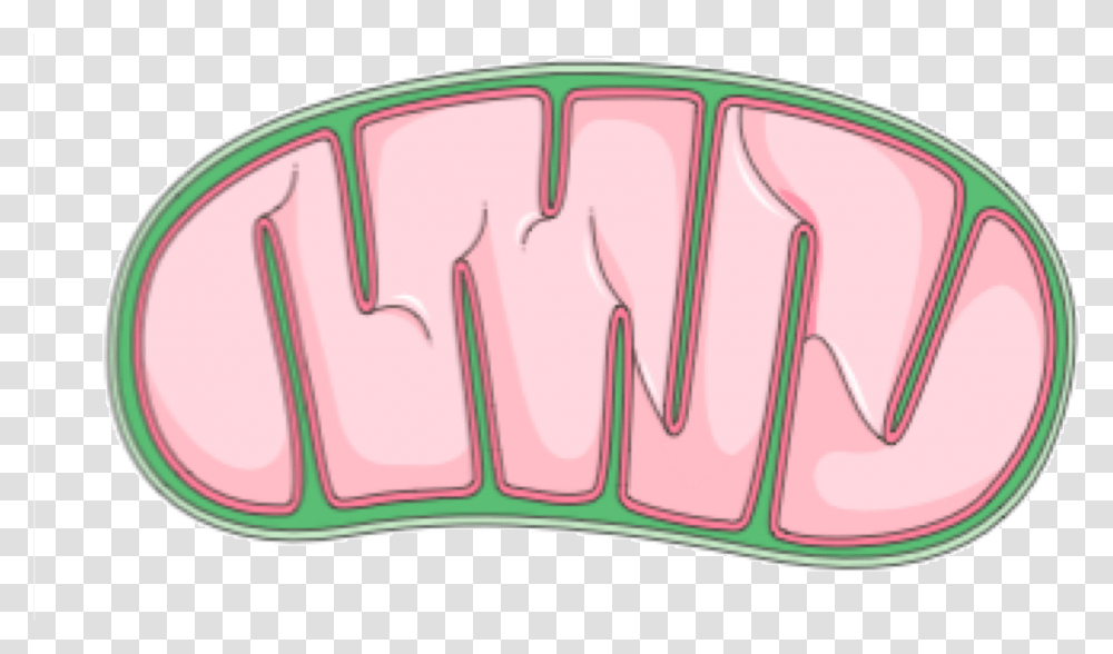 Holi Pichkari Clipart Mitochondria, Teeth, Mouth, Cushion, Hand Transparent Png