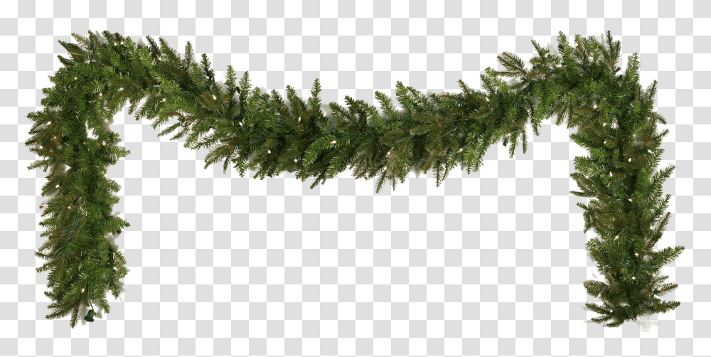 Holiday, Moss, Plant, Tree Transparent Png