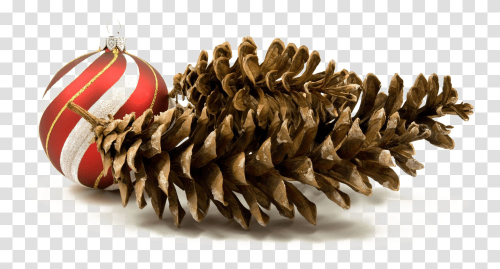 Holiday Pine Cone Hd Quality Play Christmas Day, Plant, Produce, Food, Vegetable Transparent Png