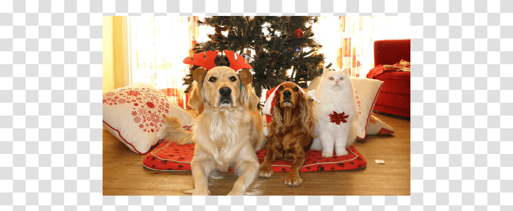 Holiday Safety Tips Pets Christmas Gifts, Dog, Canine, Animal, Mammal Transparent Png