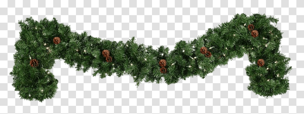 Holiday, Tree, Plant, Conifer Transparent Png