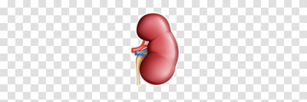 Holistic Approach To Kidney Disease Treatment Kidney Health, Stomach, Arm Transparent Png