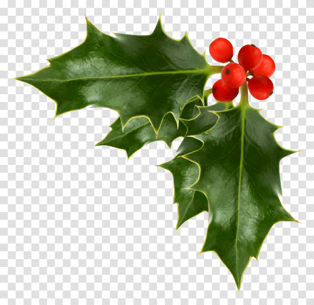 Holly And Ivy Christmas Holly, Leaf, Plant, Tree, Flower Transparent Png
