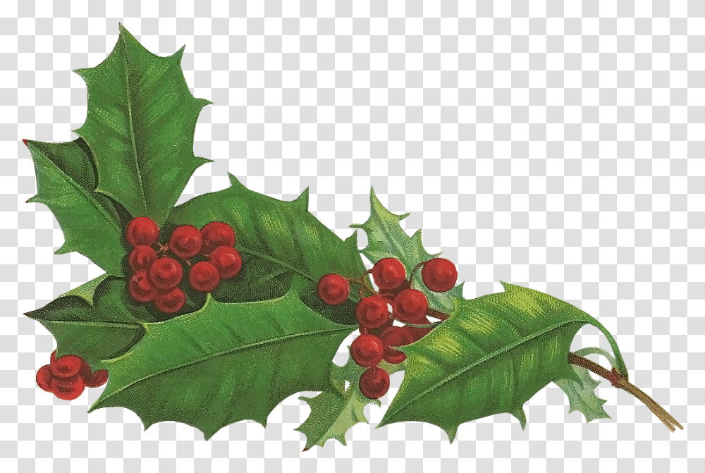 Holly Aquifoliales Christmas Holiday Snowman Holiday Holly, Plant, Leaf, Fruit, Food Transparent Png
