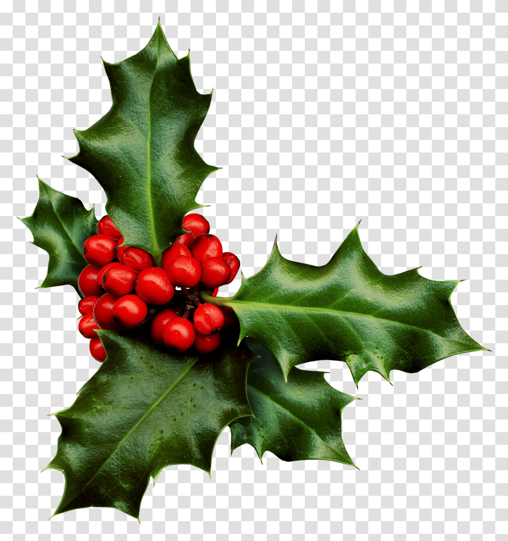 Holly Banner Black And White Library Holly With White Background, Leaf, Plant, Fruit, Food Transparent Png