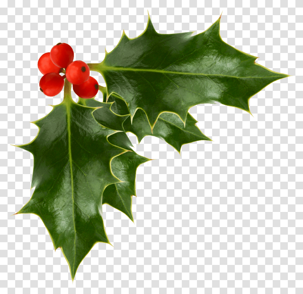 Holly Berries Background Background Holly Clipart, Leaf, Plant, Tree, Maple Leaf Transparent Png