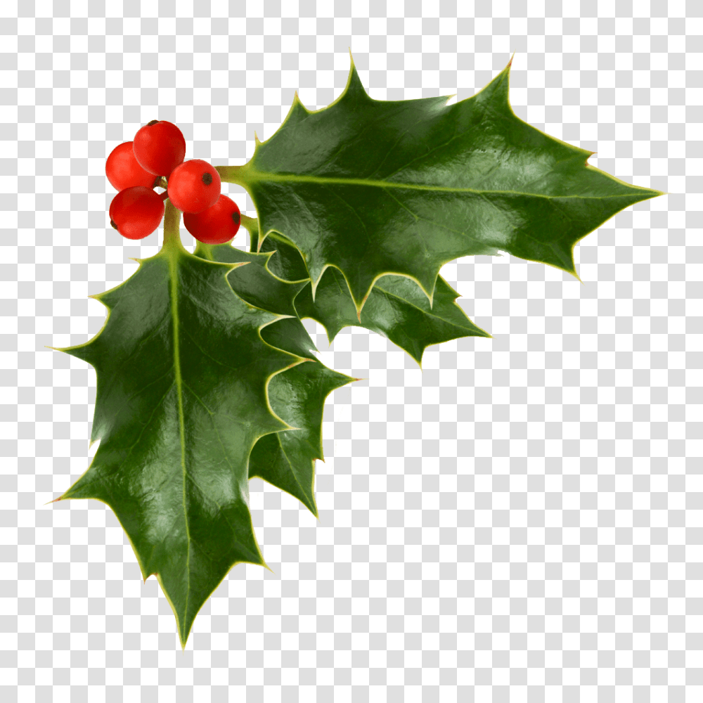 Holly Berries Image Festive Background Holly Clipart, Leaf, Plant, Green, Flower Transparent Png