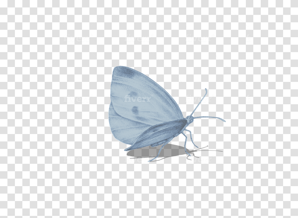 Holly Blue, Bird, Animal, Insect, Invertebrate Transparent Png