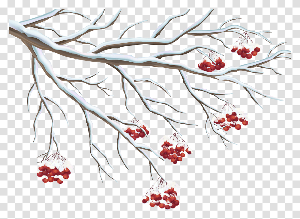 Holly Clip Art Background Winter Clip Art Transparent Png