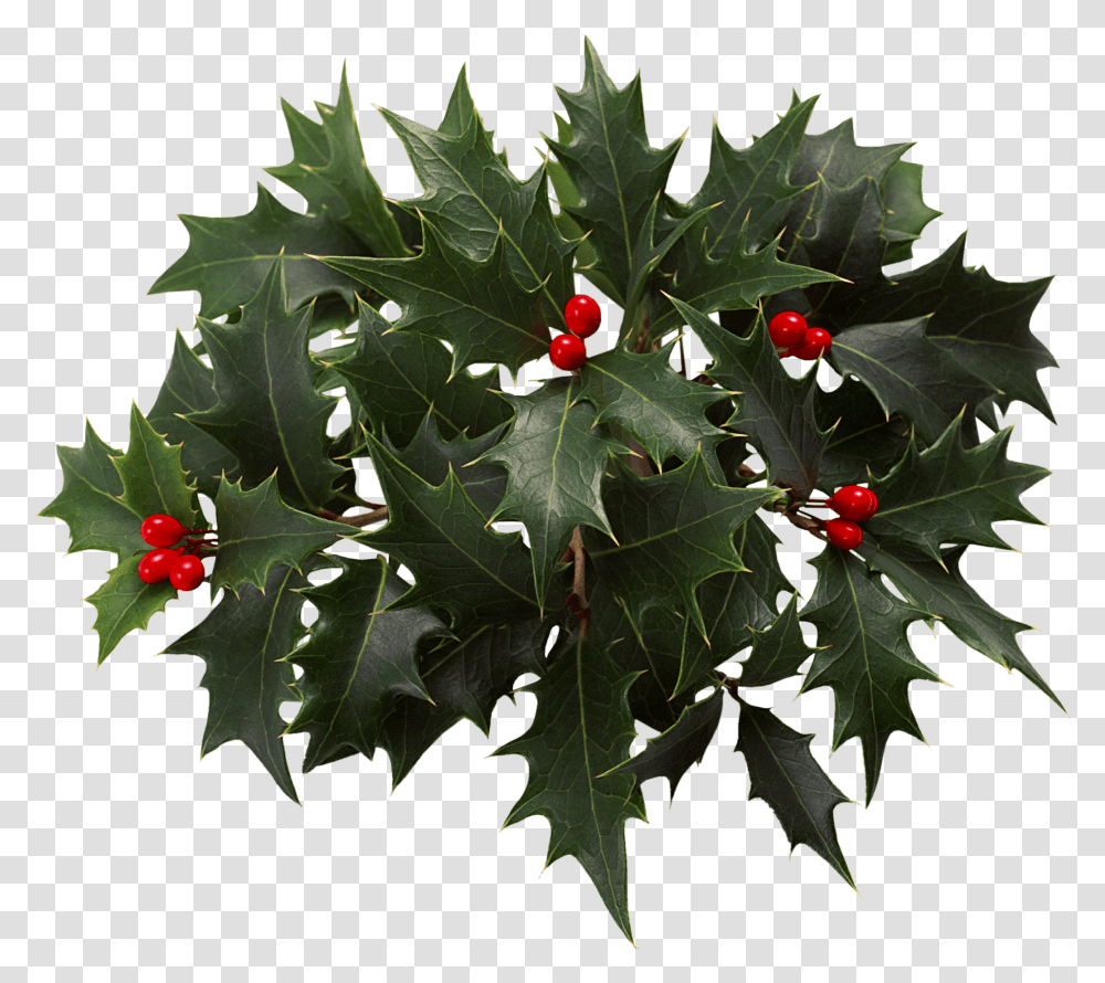 Holly Clip Art Blueberries Download 20931849 Free Christmas Day Transparent Png