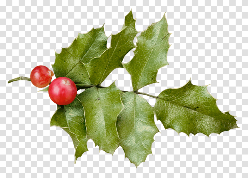 Holly Common Holly, Leaf, Plant, Fruit, Food Transparent Png