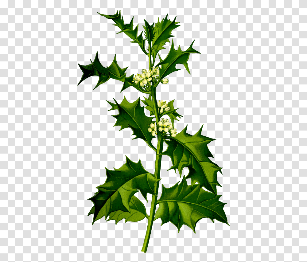 Holly Ilex Aquifolium L, Plant, Acanthaceae, Flower, Leaf Transparent Png
