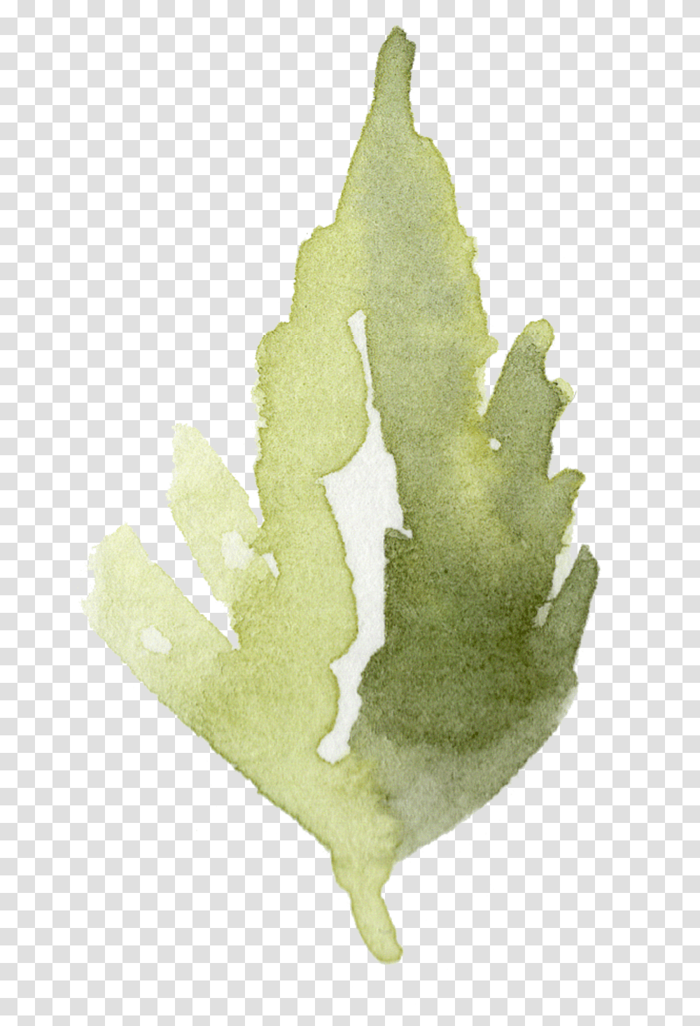 Holly Leaf, Peel, Plant Transparent Png