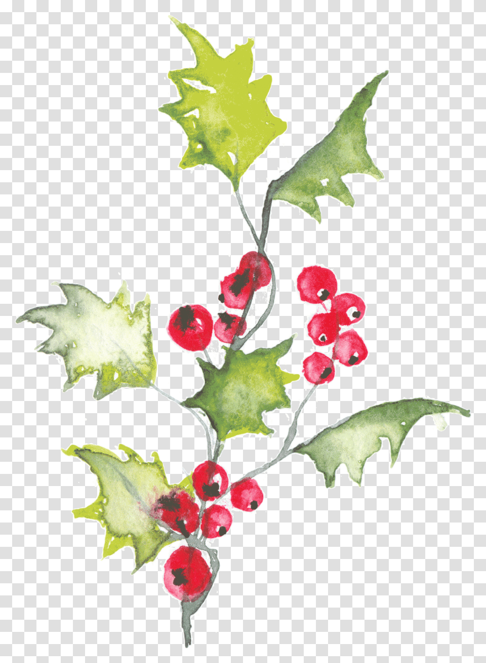 Holly Leaves Watercolor, Leaf, Plant, Tree Transparent Png