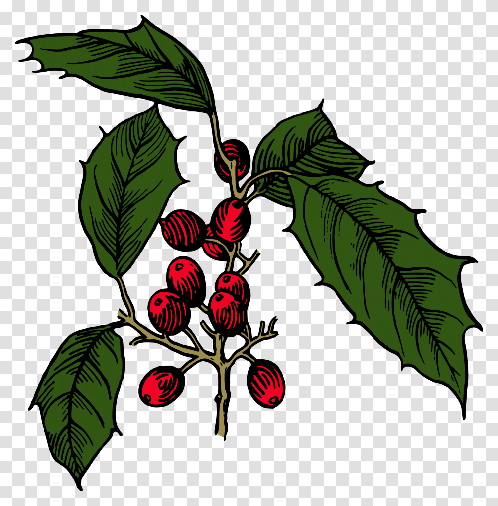 Holly Shrub Branch Evergreen Tree Illustration, Plant, Fruit, Food, Cherry Transparent Png