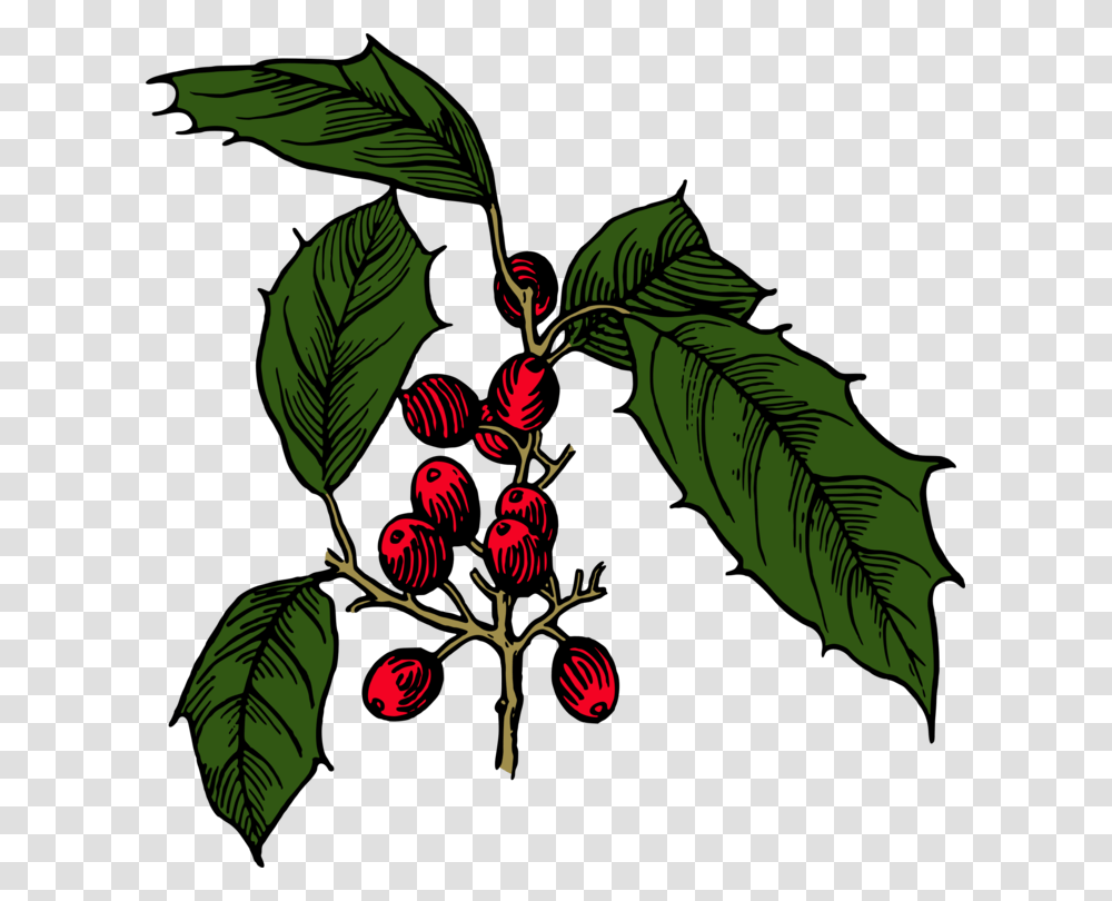 Holly Shrub Branch Evergreen Tree, Plant, Fruit, Food, Cherry Transparent Png