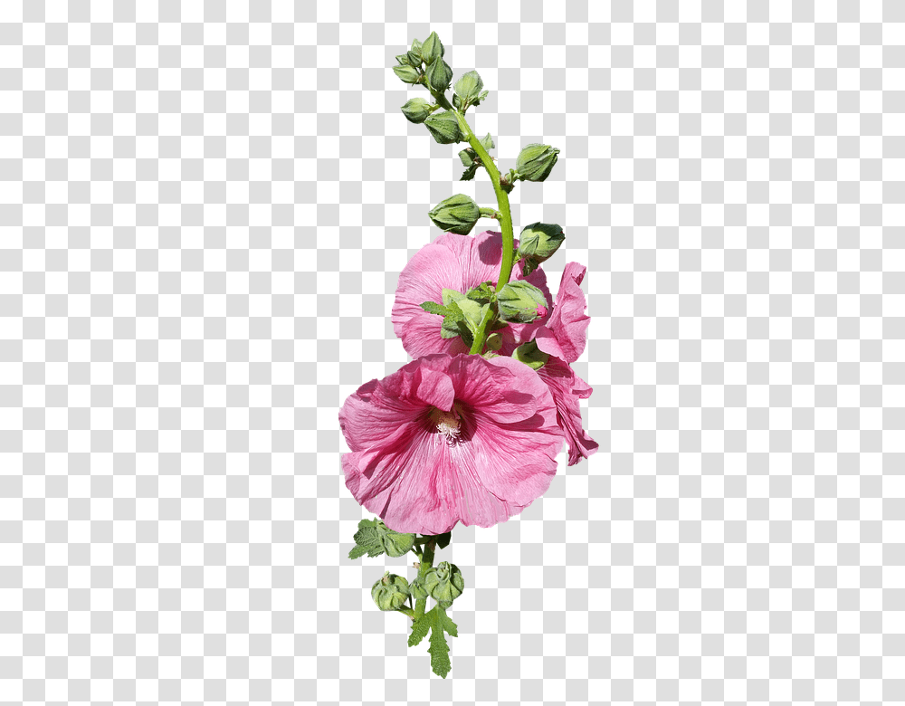 Hollyhock 960, Flower, Plant, Blossom, Hibiscus Transparent Png