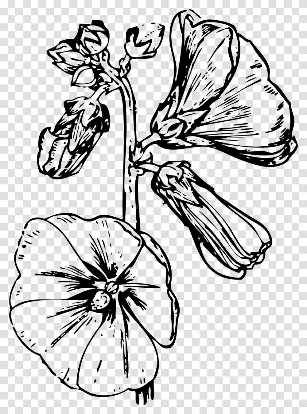 Hollyhock Flower Drawings, Plant, Food, Vegetable, Garlic Transparent Png