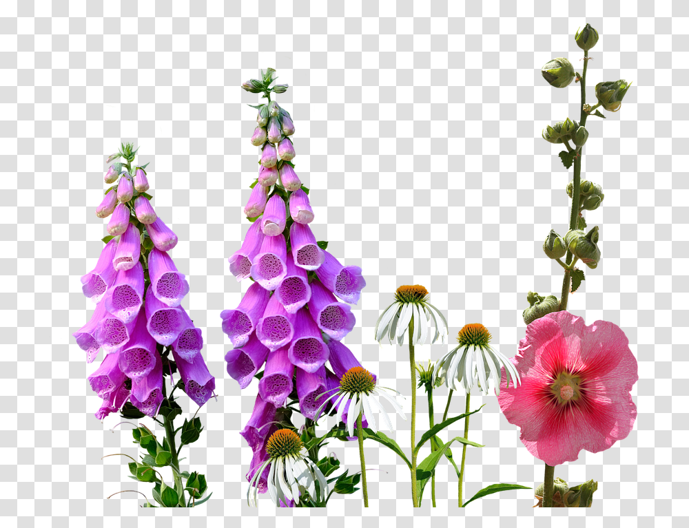 Hollyhocks Images Free Library Wild Flowers, Plant, Blossom, Foxglove, Petal Transparent Png