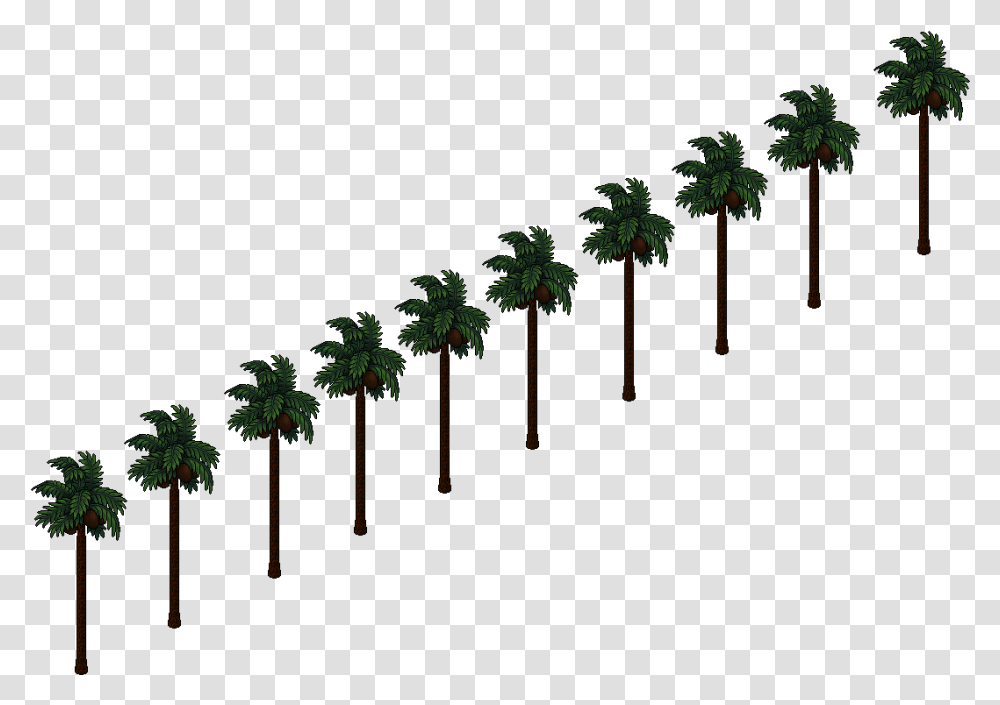 Hollywood Palm Tree, Plant, Arecaceae, Green, Vegetation Transparent Png