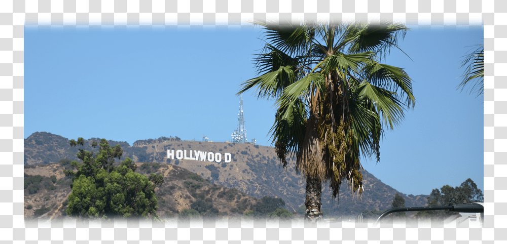 Hollywood Sign, Plant, Palm Tree, Outdoors, Vegetation Transparent Png