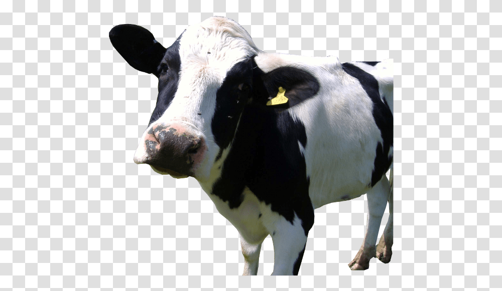Holstein, Cow, Cattle, Mammal, Animal Transparent Png