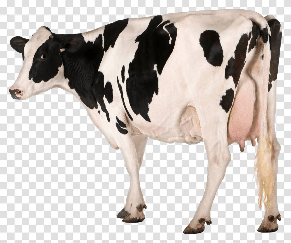 Holstein Cow White Background, Cattle, Mammal, Animal, Dairy Cow Transparent Png