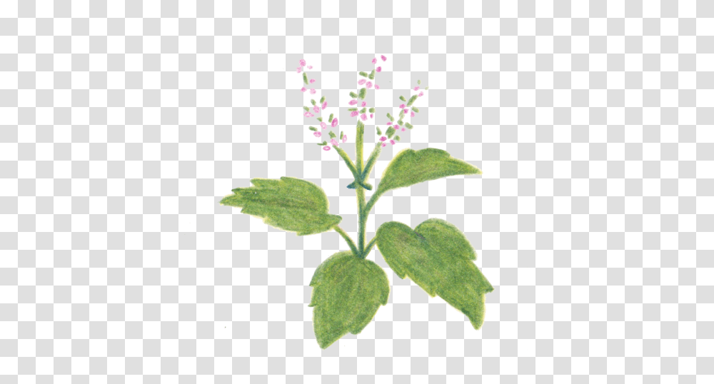 Holy Basil Free Pictures Heal All, Plant, Acanthaceae, Flower, Blossom Transparent Png