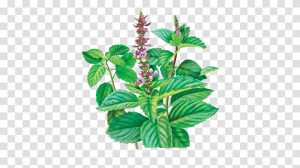 Holy Basil Pics, Plant, Flower, Blossom, Acanthaceae Transparent Png
