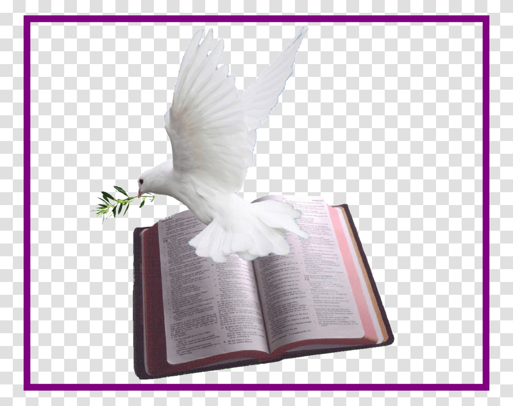 Holy Bible And Dove, Book, Bird, Animal, Pigeon Transparent Png