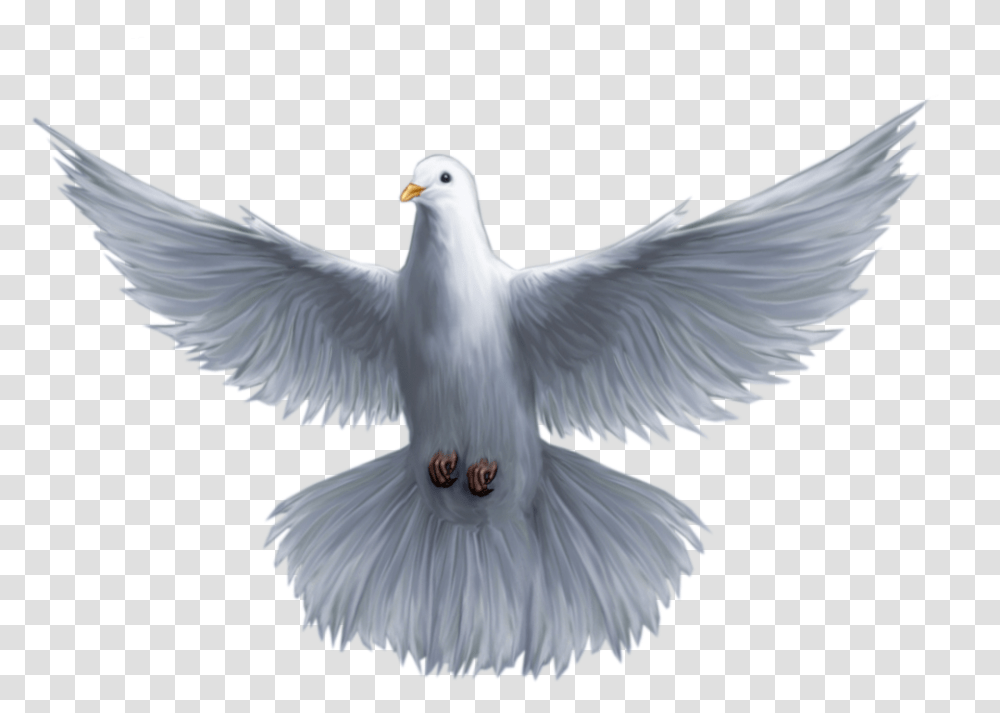 Holy God Pomba Saint Spirit Trinity Clipart Holy Spirit Dove, Bird, Animal, Pigeon, Seagull Transparent Png