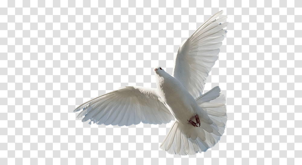 Holy Spirit Bible, Bird, Animal, Dove, Pigeon Transparent Png