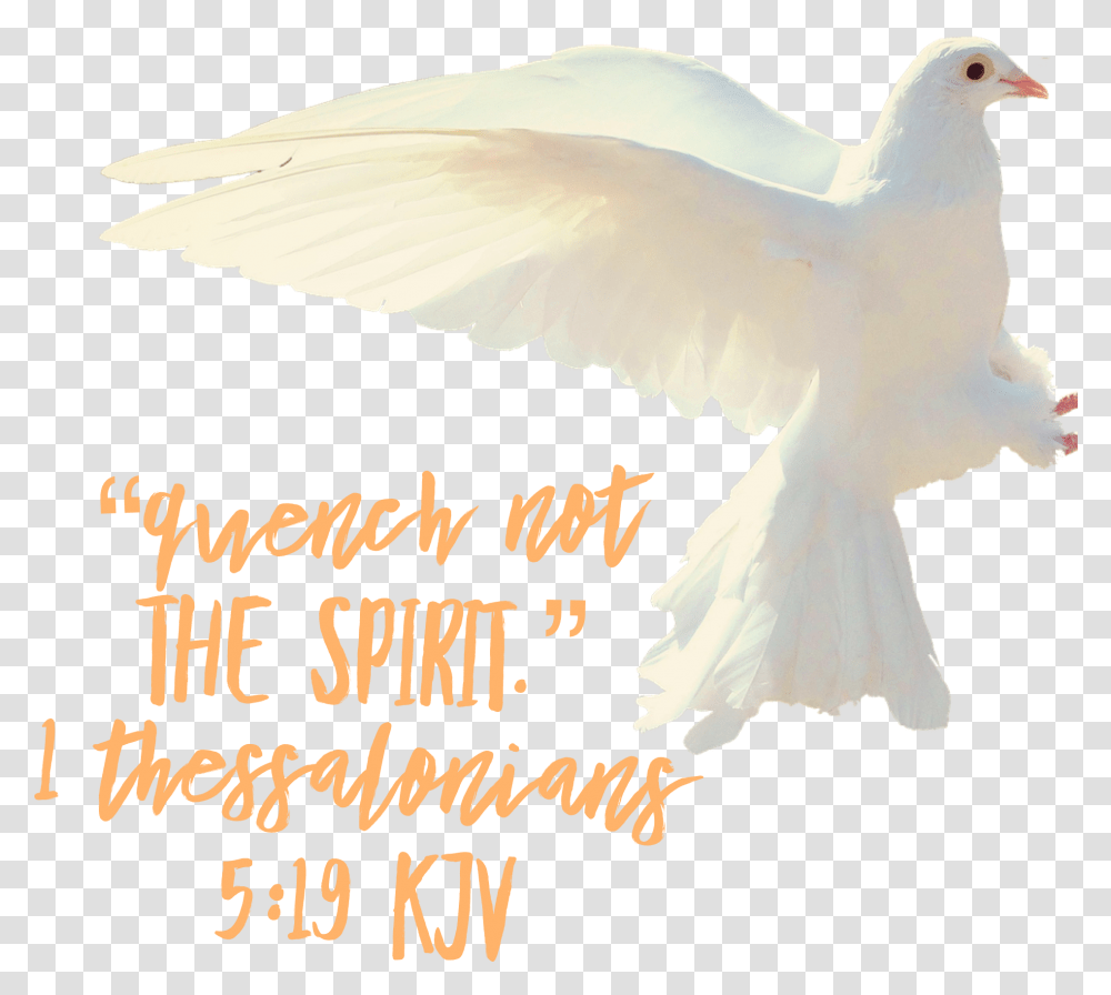 Holy Spirit Dove, Bird, Animal, Pigeon Transparent Png