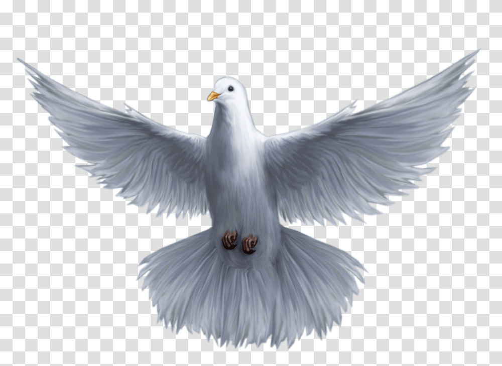 Holy Spirit Dove, Bird, Animal, Seagull, Pigeon Transparent Png