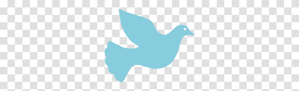 Holy Spirit Dove Clipart, Animal, Bird, Seagull, Pigeon Transparent Png