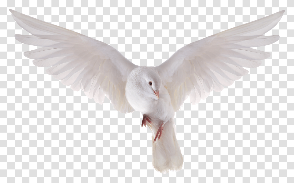 Holy Spirit Dove Clipart Background Pigeon, Bird, Animal Transparent Png