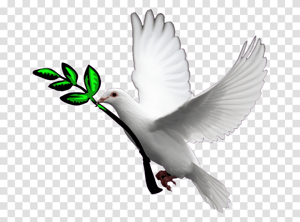 Holy Spirit Dove Doves With Background, Bird, Animal, Pigeon Transparent Png