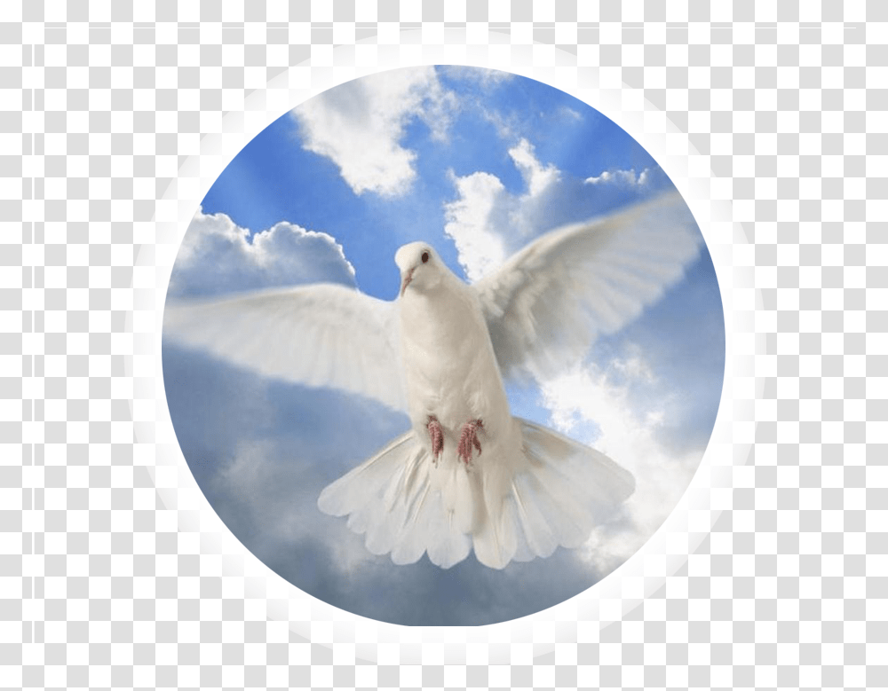 Holy Spirit Dove Download Brooding Dove, Bird, Animal Transparent Png