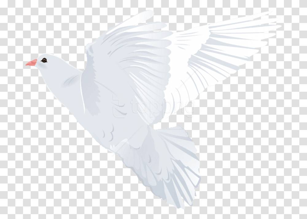 Holy Spirit Dove Pigeons And Doves, Animal, Bird, Flying, Waterfowl Transparent Png