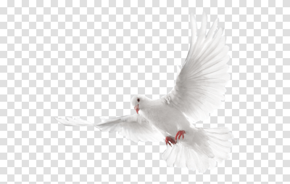 Holy Spirit Doves Background, Bird, Animal, Pigeon Transparent Png