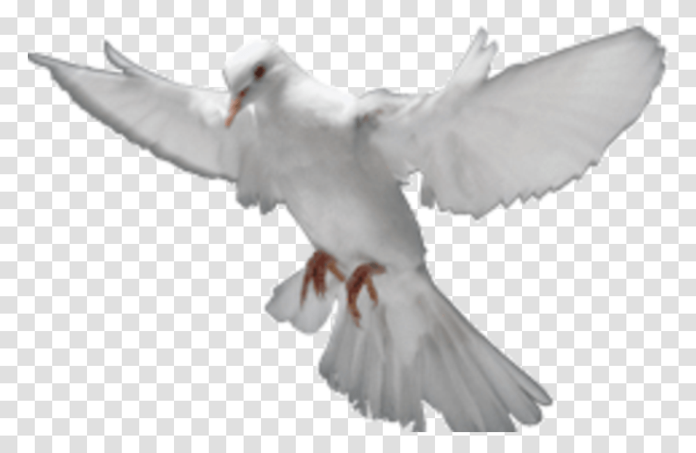 Holy Spirit Images, Dove, Pigeon, Bird, Animal Transparent Png