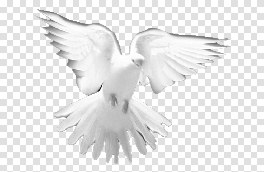 Holy Spirit White Doves, Bird, Animal, Pigeon Transparent Png