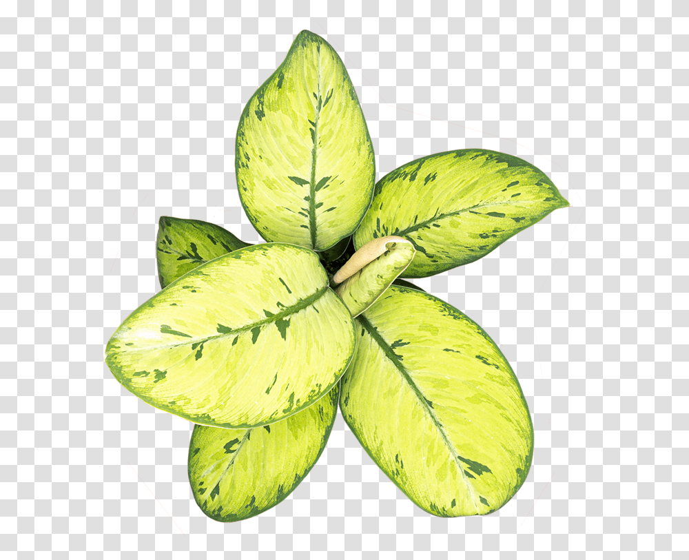Homalomena Care Aquatic Plant, Leaf, Green, Annonaceae, Tree Transparent Png