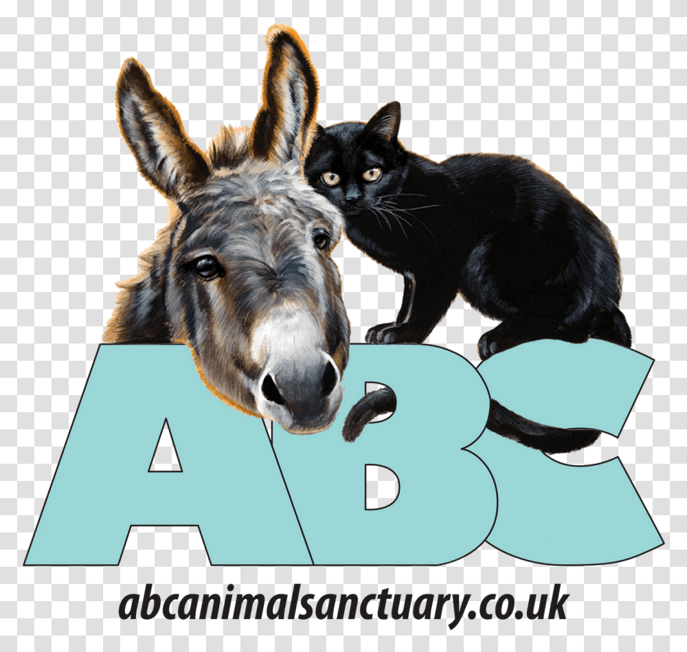Home Abc Animal Sanctuary Black Cat, Mammal, Pet, Donkey Transparent Png