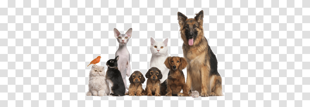 Home Airpetstays Animals From The Rspca, Dog, Canine, Mammal, German Shepherd Transparent Png