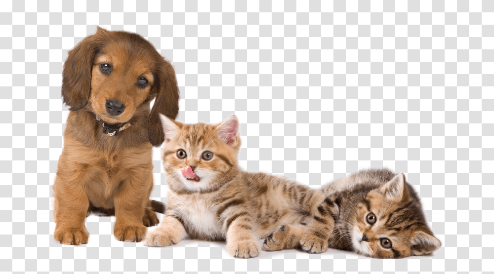 Home Animals, Kitten, Cat, Pet, Mammal Transparent Png